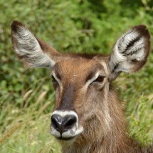 Serengeti and Ngorongoro Crater